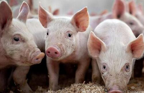 养猪人一定要懂的基础知识：猪流感和猪感冒的区别.png
