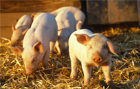 养猪人一定要懂的基础知识：猪流感和猪感冒的区别1.png